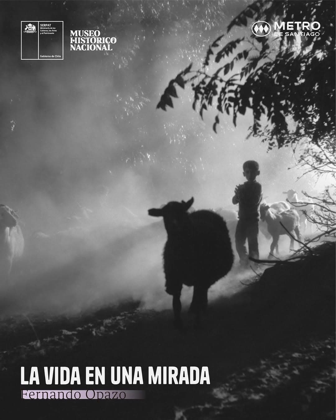 La vida en una mirada. Fernando Opazo